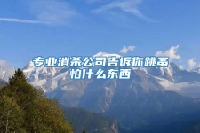 專業消殺公司告訴你跳蚤怕什么東西